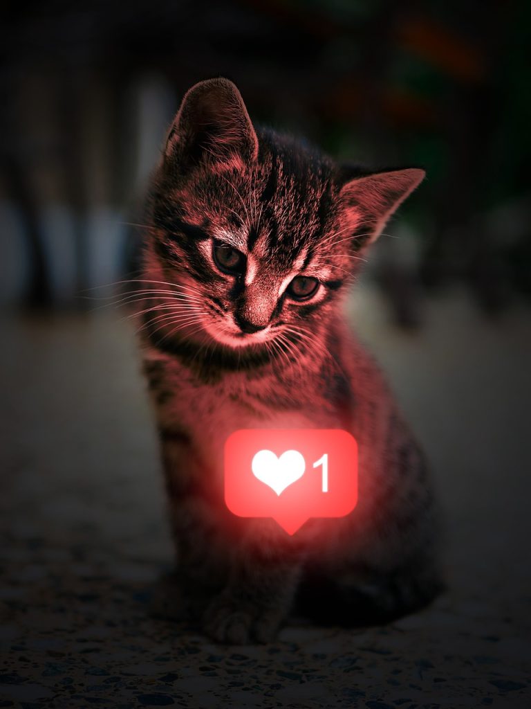 cat, kitten, heart, like, social media icon, glow, tabby, pet, young cat, animal, nature, domestic cat, feline, mammal, cute, adorable, portrait